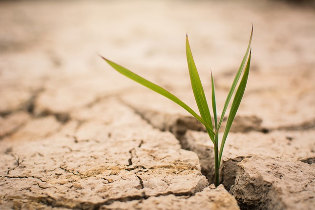 A seedling stemming from a cracked dry soil.